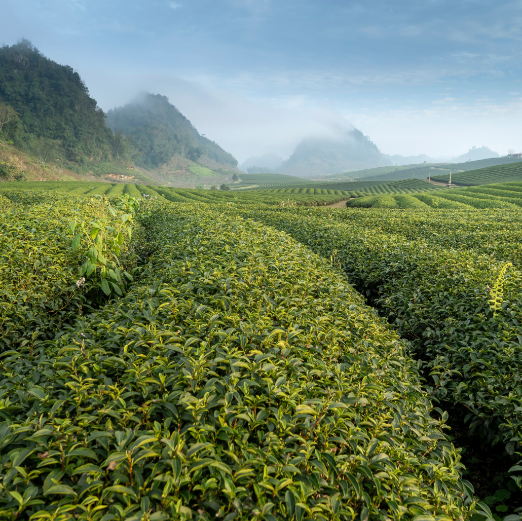 Harvest History and Current Gardening Practices: The Effects on Tea Quality (Tea Terroir Part VI)