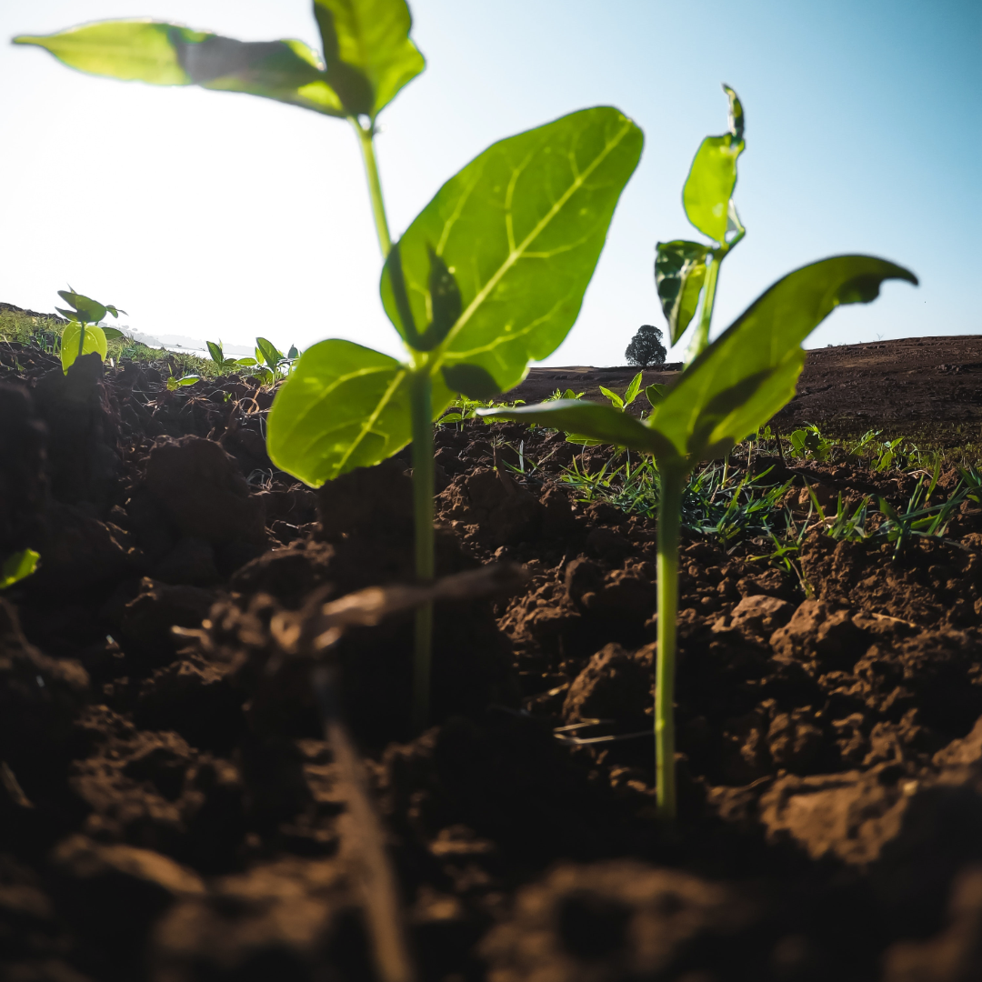 Soil And Tea Quality (Tea Terroir Part IV)